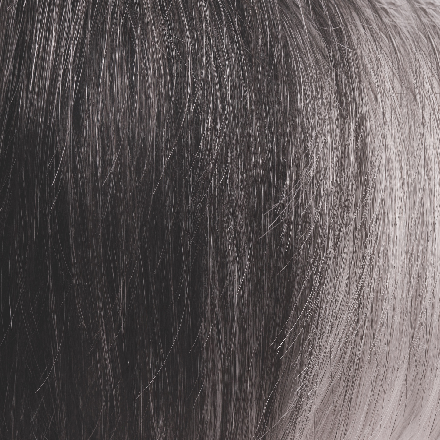 Eva Wig - 1672   Noriko Collection